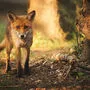 Keine Wolfsrisse in Oppenberg, DNA-Auswertung bestätigte, dass Fuchs am Werk war