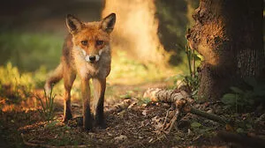Keine Wolfsrisse in Oppenberg, DNA-Auswertung bestätigte, dass Fuchs am Werk war