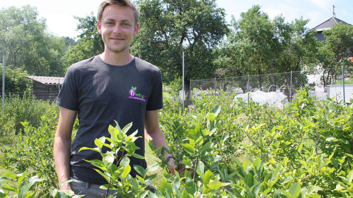 Benjamin Lach inmitten seiner Kulturheidelbeerplantage