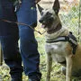 Spürhund der Polizei