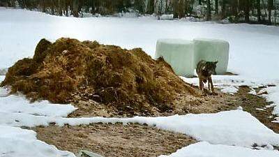 Dieser Wolf wurde bereits 13 Mal in der Nähe von Siedlungen im Gailtal gesehen