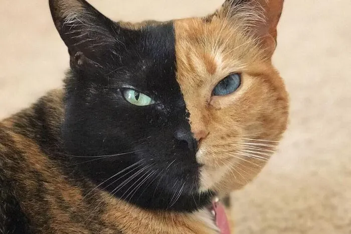 Venus, mit den zwei Gesichtern (Florida) Gerne wird Venus als Chimäre bezeichnet. Selbst beschreibt sie sich so: „Ich bin pflegeleicht, lieb und süß. Ich kann gegenüber anderen Tiere etwas herrisch sein. Lass dich von meiner Größe nicht täuschen.“