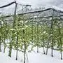 Vor Tagen blühten die Obstpflanzen von Kuenz in Dölsach noch weiß. Weiß ist jetzt nur noch die Schneedecke