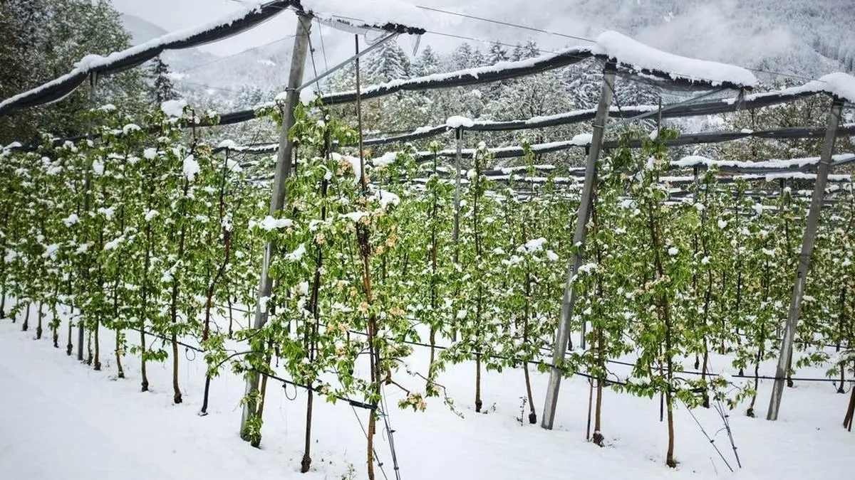 Vor Tagen blühten die Obstpflanzen von Kuenz in Dölsach noch weiß. Weiß ist jetzt nur noch die Schneedecke