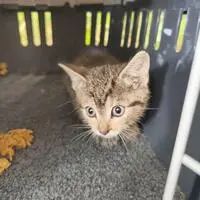 Die kleine Streunerkatze blieb unverletzt