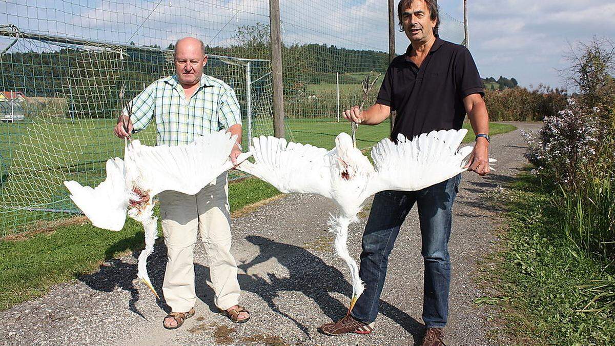 Martin Neubauer und Oskar Tiefenbach mit den ersten an den Saazer Teichen geschossenen Silberreihern. Seither haben die Naturschützer sieben Fälle dokumentiert