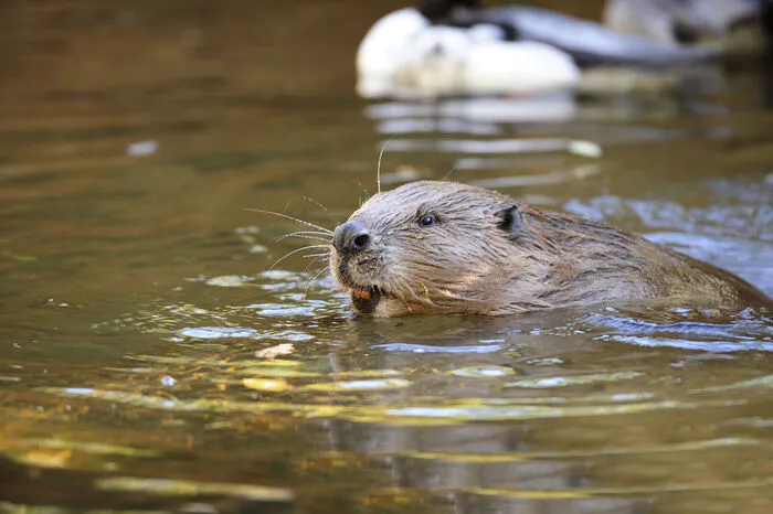 Er bewohnt Wasser- und Uferbereiche. Er war nahezu ausgerottet, wurde aber wieder angesiedelt.