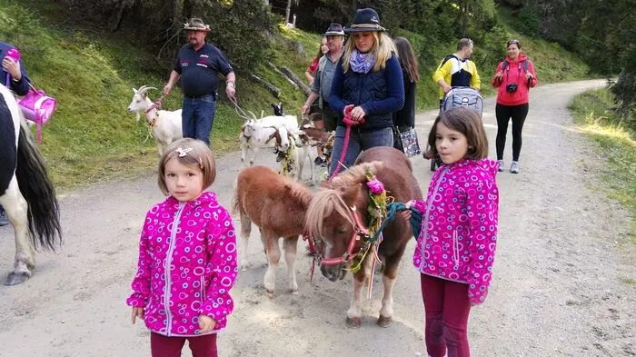 Die Ponys haben ihre Sommerfrische im Gontal am Katschberg beendet und sind in Begleitung vieler Zuseher wieder in den Winterstall beim Alpinen Pferdezentrum gezogen.