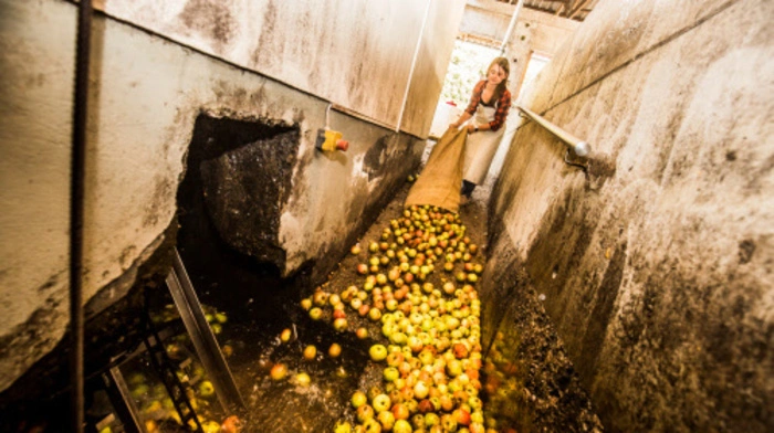 Erster Schritt: Die Äpfel werden aus den Jute-Säcken befreit