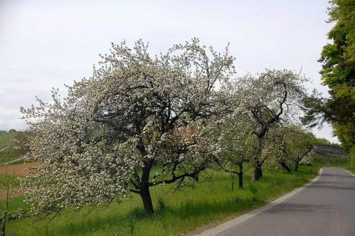 Die Obstgärten zeigten sich von ihrer schönsten Seite.