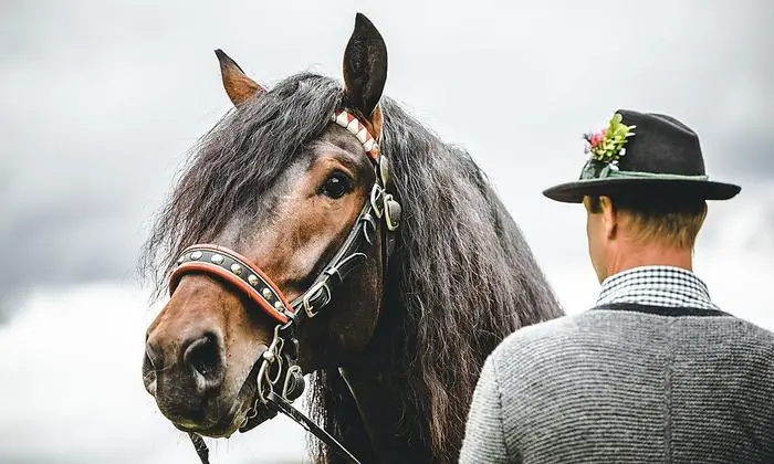 Der Noriker ist ein trittsicheres Kaltblutpferd fürs Gebirge