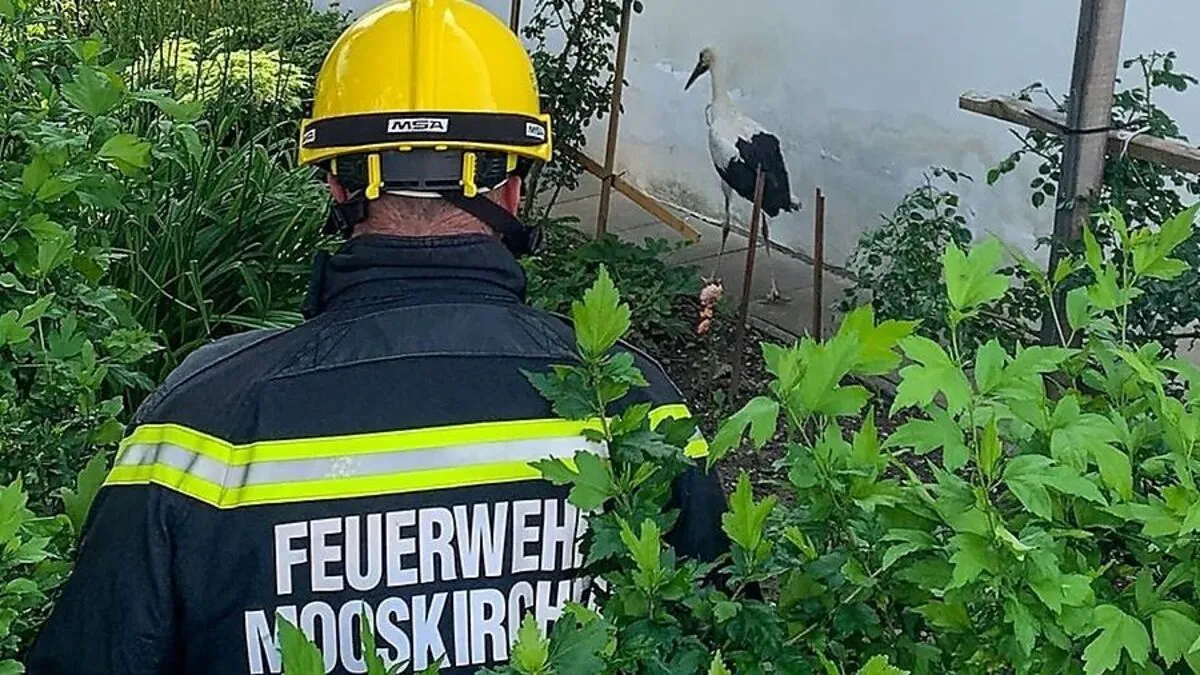 Nach der Rettungsaktion spazierte der Jungstorch durch den Garten