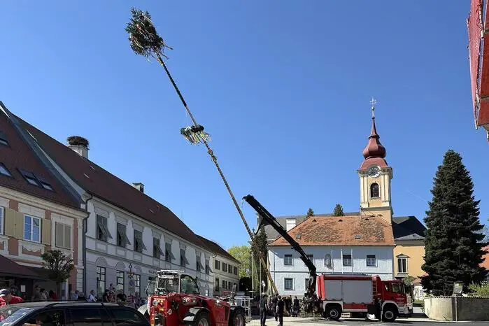 Über 30 Meter hoch ist die stramme Fichte, die als Gemeindebaum im Ortszentrum von der Freiwilligen Feuerwehr aufgestellt wurde.