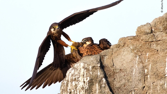 Der "Wildlife Photographer of the Year Award" wird jedes Jahr vom Londoner Natural History Museum vergeben. Eingereicht wurden heuer 49.000 Beiträge aus aller Welt - vorgelegt von Profis und Amateuren in allen Altersklassen. Eine der außergewöhnlichen Aufnahmen: In "Eleonoras Geschenk" hielt Fotograf Alberto Fantoni den Moment fest, als ein männlicher Falke seiner Partnerin Futter vorbeibringt.