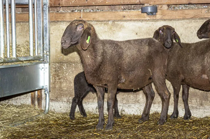 Insgesamt 13 schwarze Bergschafe sind neu in den Stall eingezogen. Die fünf Lämmer, die seit Kurzem zur kleinen Schafherde am Lustbühel gehören, werden die Herzen der Spaziergänger im Sturm erobern.