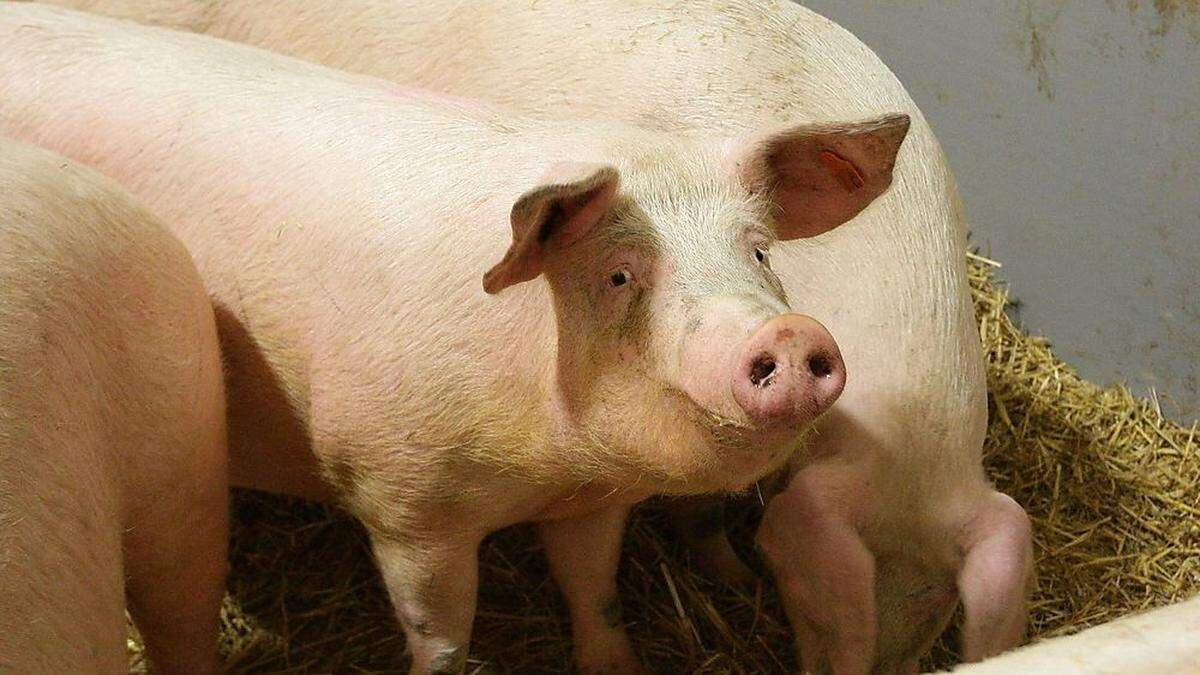 Das Schwein ist das Lieblingsnutztier der Österreicher.