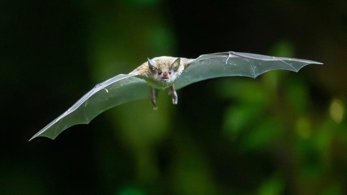 Blumenfledermaus im Tiergarten Schönbrunn
