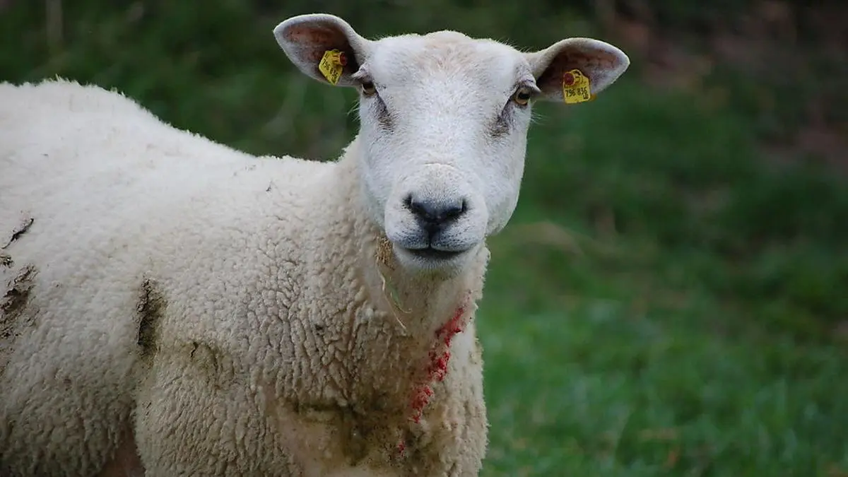 Elf Schafe verendeten, mehrere wurden verletzt