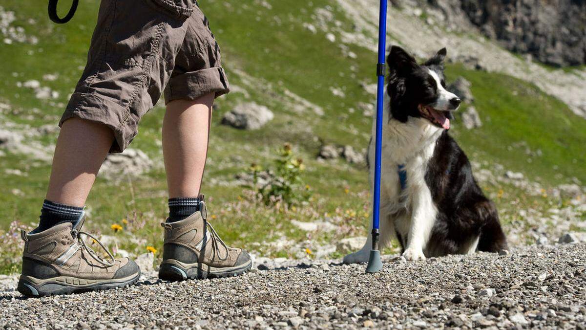 Auch Hundebesitzer wollen sich auf den Almen entspannen - aber das geht nur, wenn sich alle an die Regeln halten