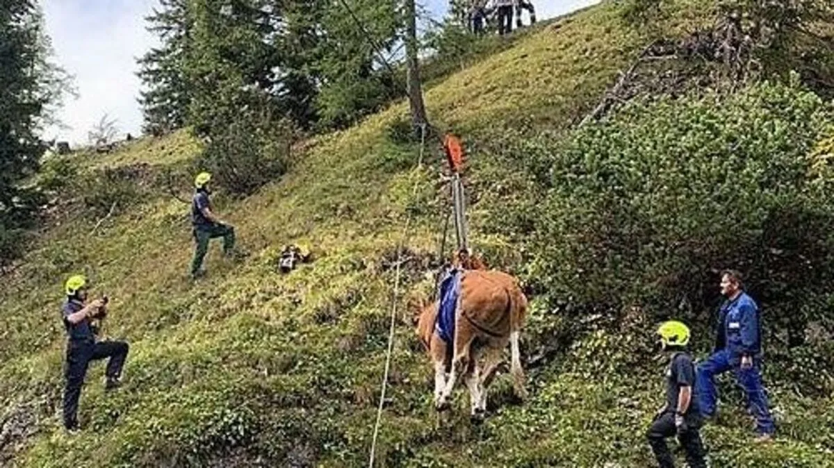 Feuerwehr und Bergrettung seilten das Kalb auf