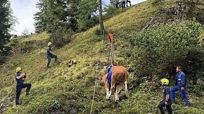 Feuerwehr und Bergrettung seilten das Kalb auf