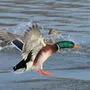Vor allem die Stockenten fliegen nicht mehr auf den Wörthersee – andere Vogelarten gibt es überhaupt nicht mehr 