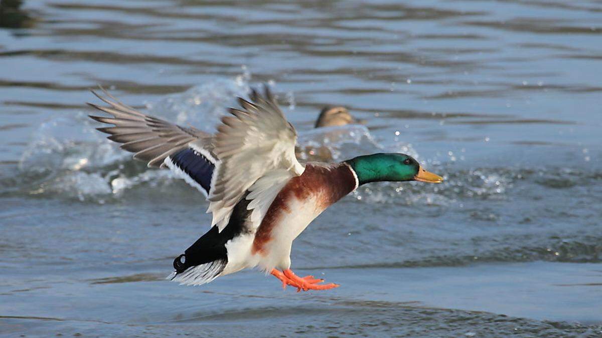 Vor allem die Stockenten fliegen nicht mehr auf den Wörthersee – andere Vogelarten gibt es überhaupt nicht mehr 