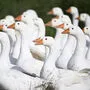 Wegen der Vogelgrippe ist die Weihnachtsgans in Gefahr