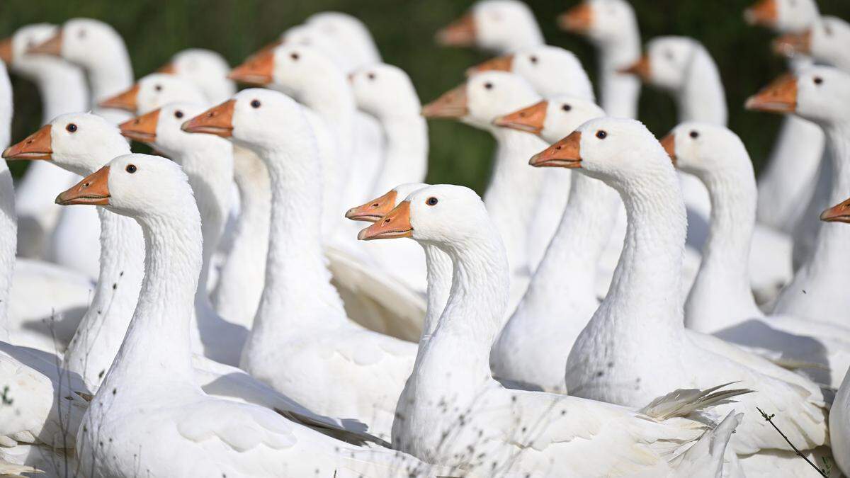 Wegen der Vogelgrippe ist die Weihnachtsgans in Gefahr