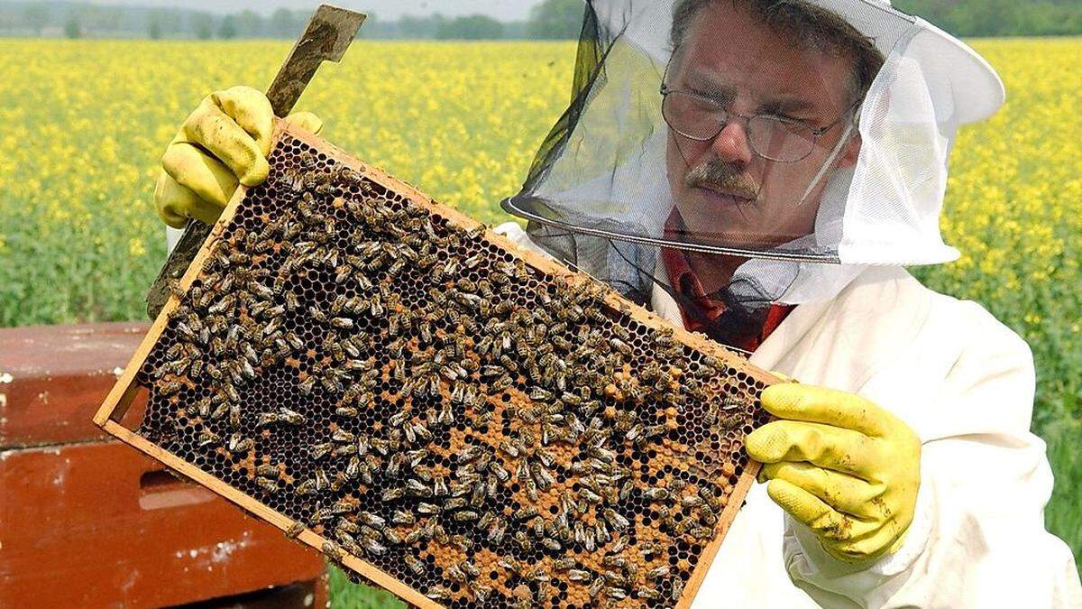 Nachdem lange weggeschaut wurde, wird das Bienenwirtschaftsgesetz vom Land nun stärker überprüft 