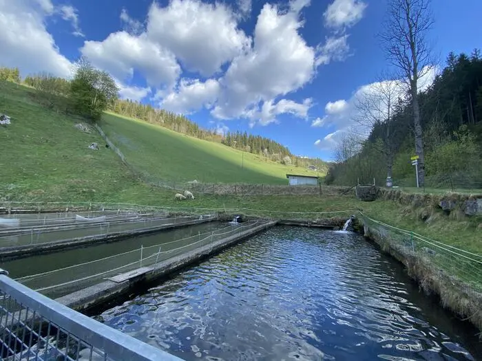 Seit Jahrzehnten züchtet die Familie Saiblinge und Forellen in ihrer Teichanlage, gleich hinter den Hüpfburgen