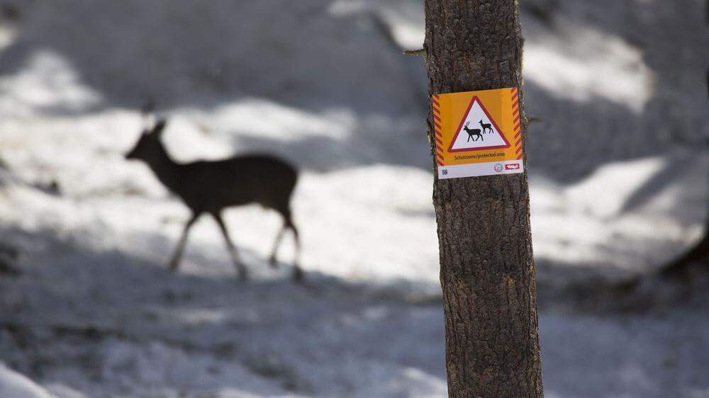 Im Villgratental gibt es sseit 2015 vier Schutzzonen für Wild und Wald