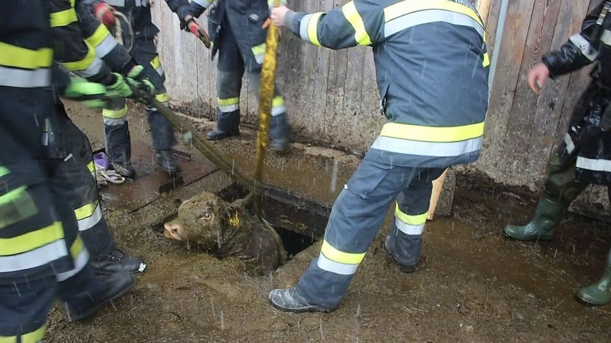 Das Kalb konnte unverletzt aus der Güllegrube geborgen werden