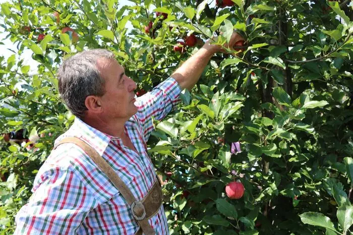Erwin Hasenhütl, Inhaber des Bio-Hofes, zeigte den Prominenten wie ein Apfel richtig gepflückt wird.