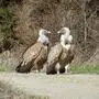 Gänsegeier sind reine Aasfresser (Symbolbild)