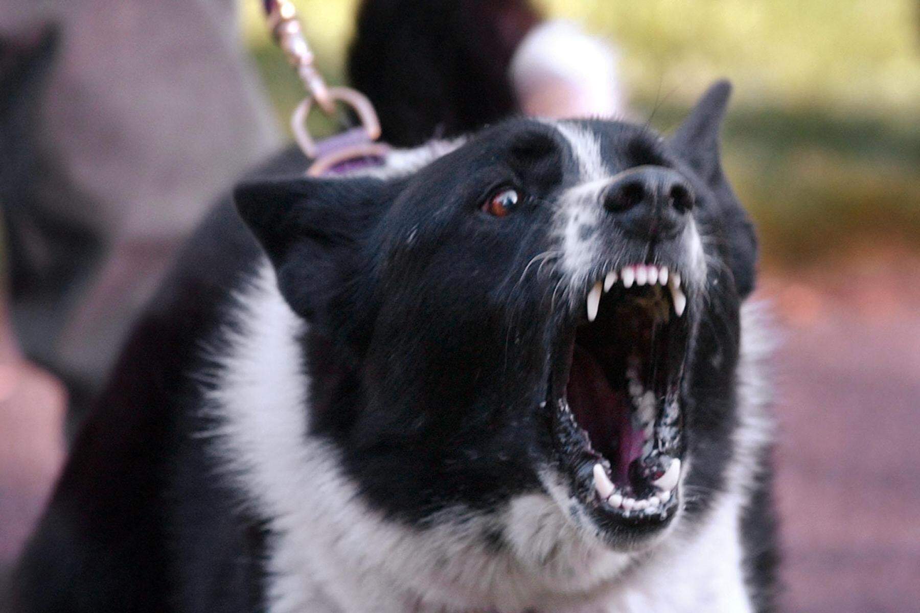 Kuriose Anzeige | Hund schlug drei Räuber in die Flucht