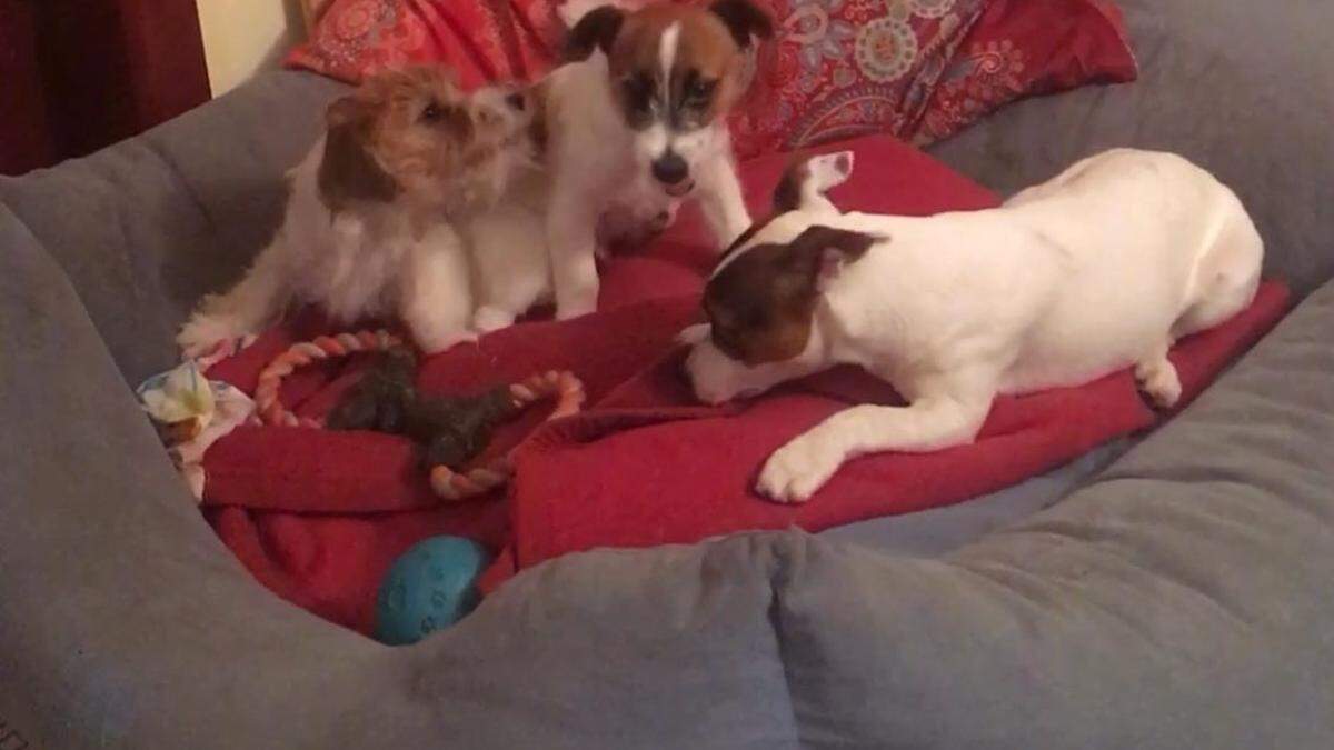 Jack Russel Terrier Bella (Mitte) und Gusti (rechts) büxten von daheim aus