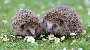 Zwei Igel in Blumenwiese, (Erinaceidae), McPWRO

Two Hedgehog in Blumenwiese Erinaceidae MCPWRO