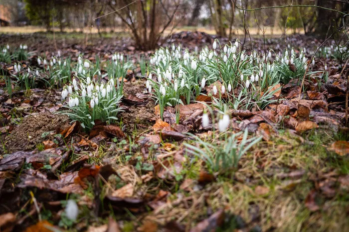Noch ist der Garten mehr Baustelle als Blumenparadies, aber die Maiglöckchen sind Vorboten für das, was hier am Entstehen ist.