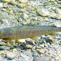 Ebenfalls bedroht: Bachforelle