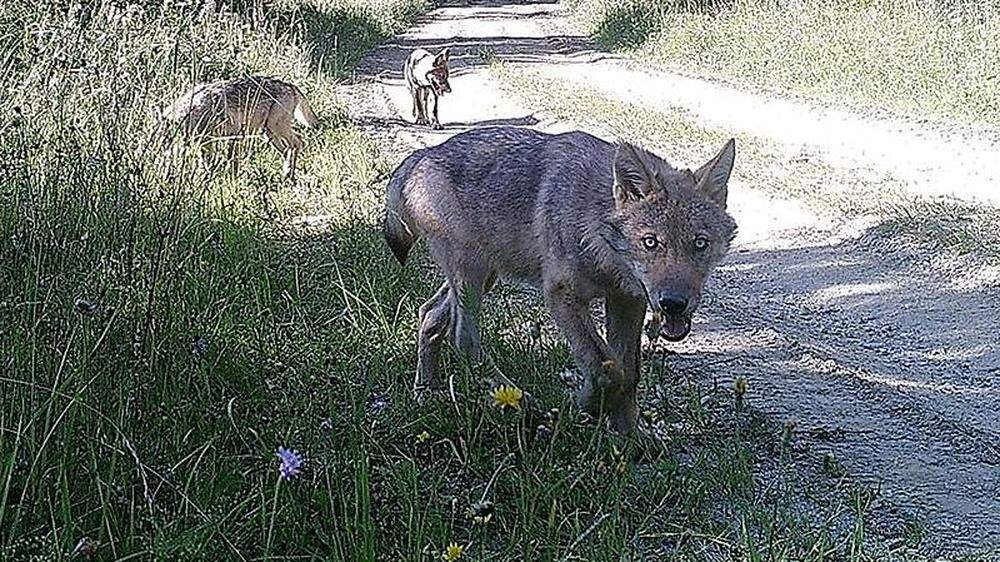 Wolfsfamilie in Allentsteig