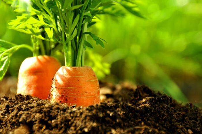 Die Karotten können gepflanzt werden