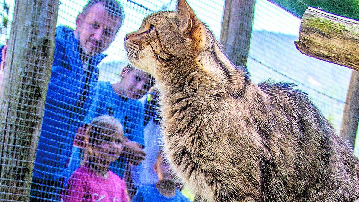 Die Fütterung einer Wildkatze: Tageskarten für  den Tierpark können bequem online von zu Hause aus gekauft werden! 