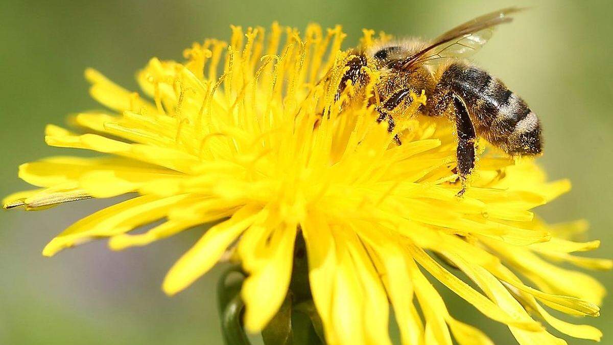 Nun bestätigt: Neonicotinoide schädigen Bienen