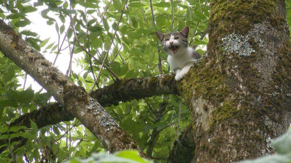Die Katze saß in rund zehn Metern Höhe fest