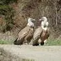 Der Vogel wurde kürzlich - neben einem weiteren "Kollegen" - auf einem Wirtschaftsweg in St. Lorenzen im Lesachtal in Kärnten entdeckt 
