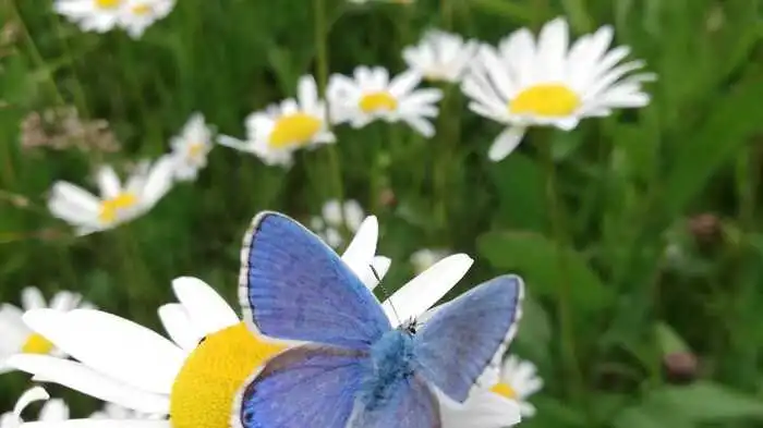 Himmelblauer Bläuling