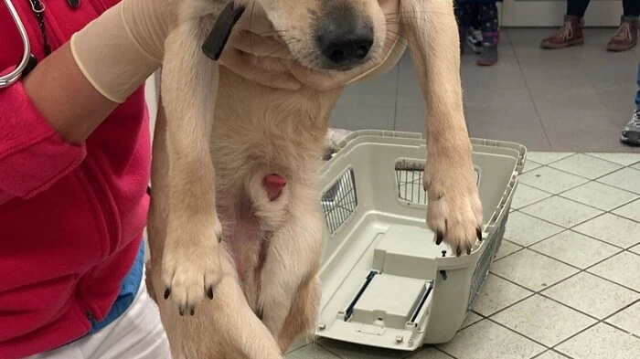 Dem vom Kugelhagel in der Ukraine verletzten Hund Ollie wurden zwei Projektile aus der Wirbelsäule entfernt. Er hätte keine Überlebenschance gehabt - wie viele andere Tiere, die nun in Österreich in Sicherheit sind.