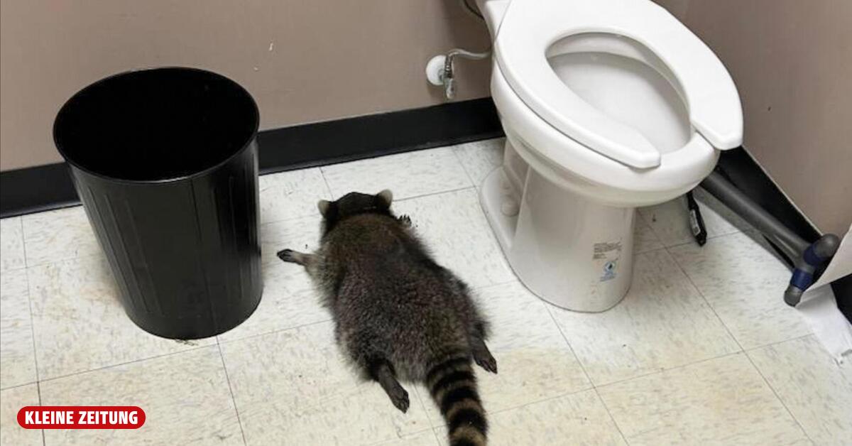 Betrunkener Waschbär ist wohl ein Wiederholungstäter