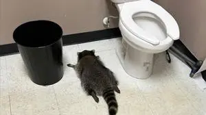 In this photo provided by Samantha Martin, a drunk raccoon is seen passed out in a liquor bathroom on Saturday, Nov. 29, 2025, in Ashland, Va. (Samantha Martin/Hanover County Protection via AP)